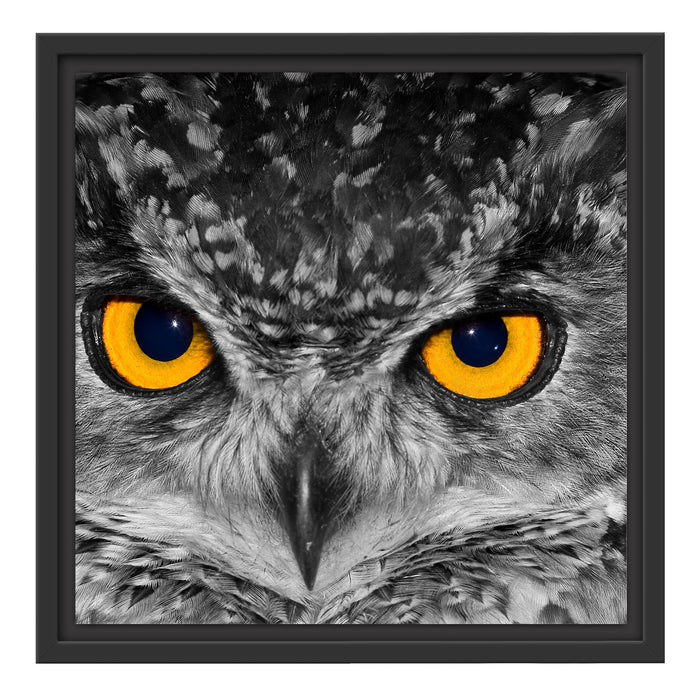 Eule mit Augen Schattenfugenrahmen Quadratisch 40x40