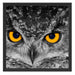 Eule mit Augen Schattenfugenrahmen Quadratisch 55x55
