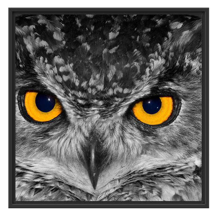 Eule mit Augen Schattenfugenrahmen Quadratisch 70x70