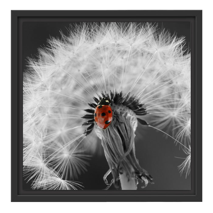 schöner Marienkäfer auf Pusteblume Schattenfugenrahmen Quadratisch 40x40