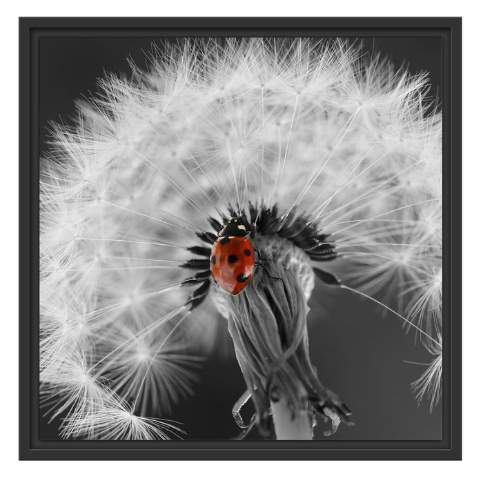 schöner Marienkäfer auf Pusteblume Schattenfugenrahmen Quadratisch 55x55