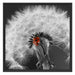schöner Marienkäfer auf Pusteblume Schattenfugenrahmen Quadratisch 70x70
