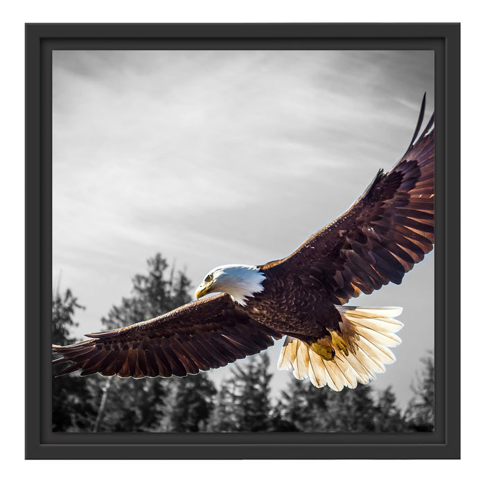 großer fliegender Adler Schattenfugenrahmen Quadratisch 40x40