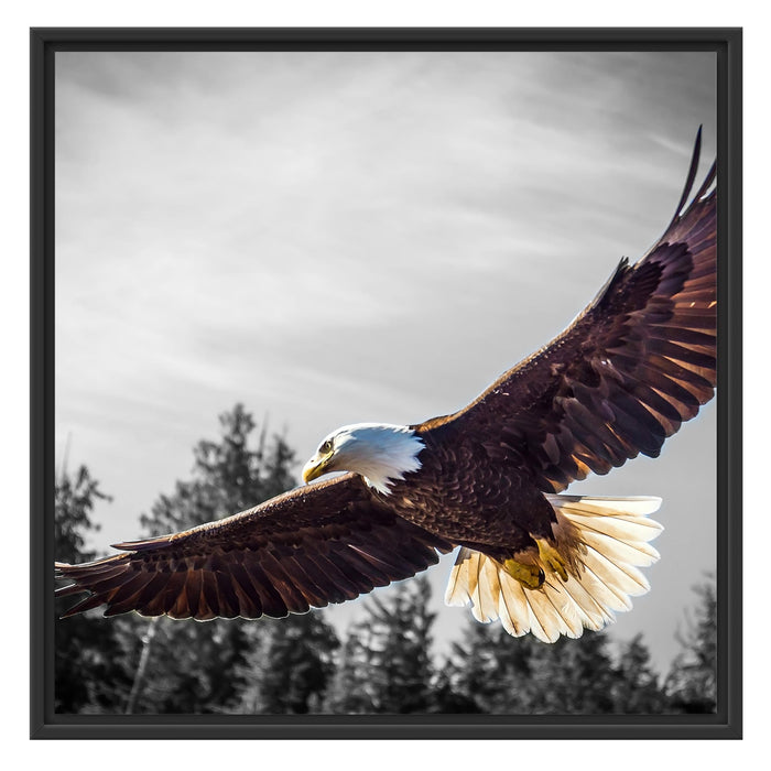 großer fliegender Adler Schattenfugenrahmen Quadratisch 70x70