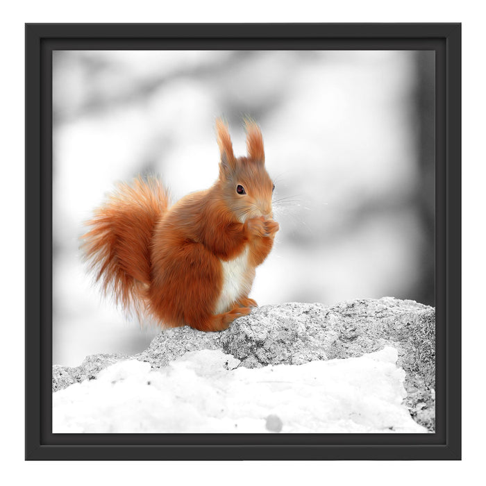 Eichhörnchen in verschneitem Wald Schattenfugenrahmen Quadratisch 40x40