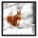Eichhörnchen in verschneitem Wald Schattenfugenrahmen Quadratisch 55x55