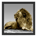 majestäischer Löwe auf Fels Schattenfugenrahmen Quadratisch 40x40