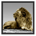majestäischer Löwe auf Fels Schattenfugenrahmen Quadratisch 55x55