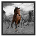 Mustangherde im Sand Schattenfugenrahmen Quadratisch 55x55