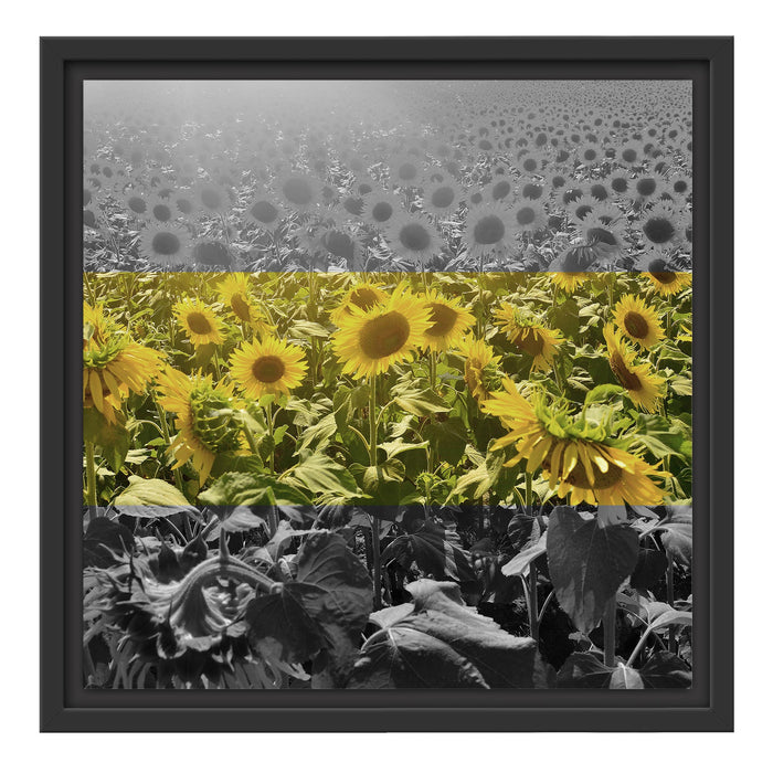 Wunderschönes Sonnenblumenfeld Schattenfugenrahmen Quadratisch 40x40