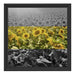 Wunderschönes Sonnenblumenfeld Schattenfugenrahmen Quadratisch 40x40