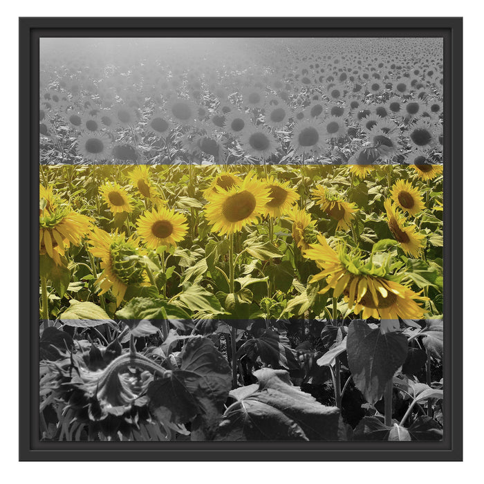Wunderschönes Sonnenblumenfeld Schattenfugenrahmen Quadratisch 55x55