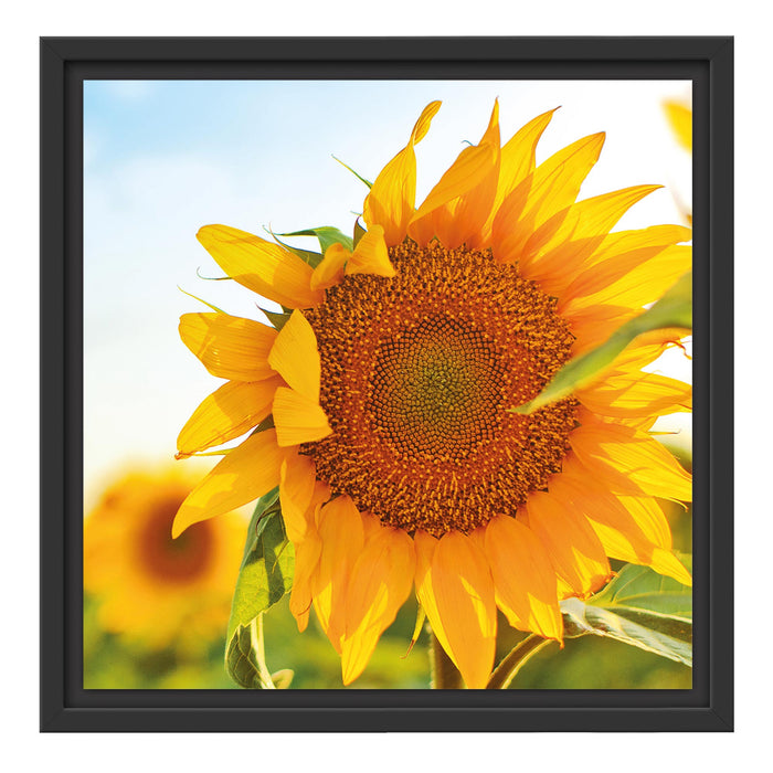 Sonnenblumenfeld SonnenblumeSonne Schattenfugenrahmen Quadratisch 40x40
