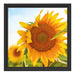 Sonnenblumenfeld SonnenblumeSonne Schattenfugenrahmen Quadratisch 40x40