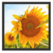 Sonnenblumenfeld SonnenblumeSonne Schattenfugenrahmen Quadratisch 55x55