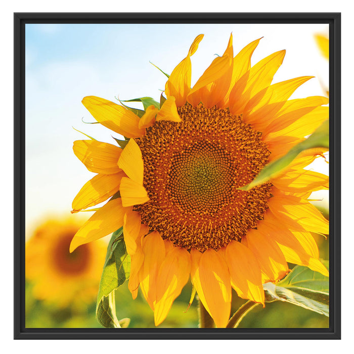 Sonnenblumenfeld SonnenblumeSonne Schattenfugenrahmen Quadratisch 70x70