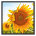 Sonnenblumenfeld SonnenblumeSonne Schattenfugenrahmen Quadratisch 70x70