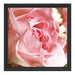 Rosa Rose Schattenfugenrahmen Quadratisch 40x40