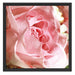 Rosa Rose Schattenfugenrahmen Quadratisch 55x55