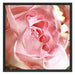Rosa Rose Schattenfugenrahmen Quadratisch 70x70