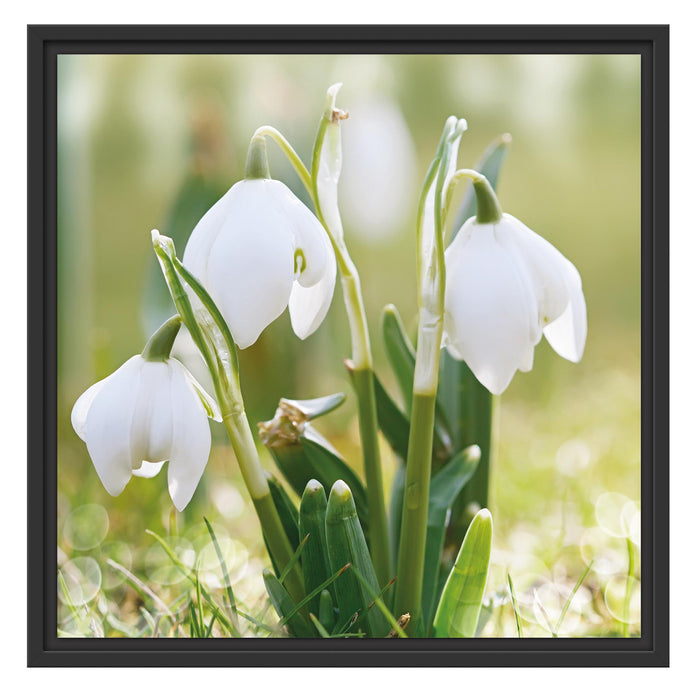 Schneeglöckchen Schattenfugenrahmen Quadratisch 55x55