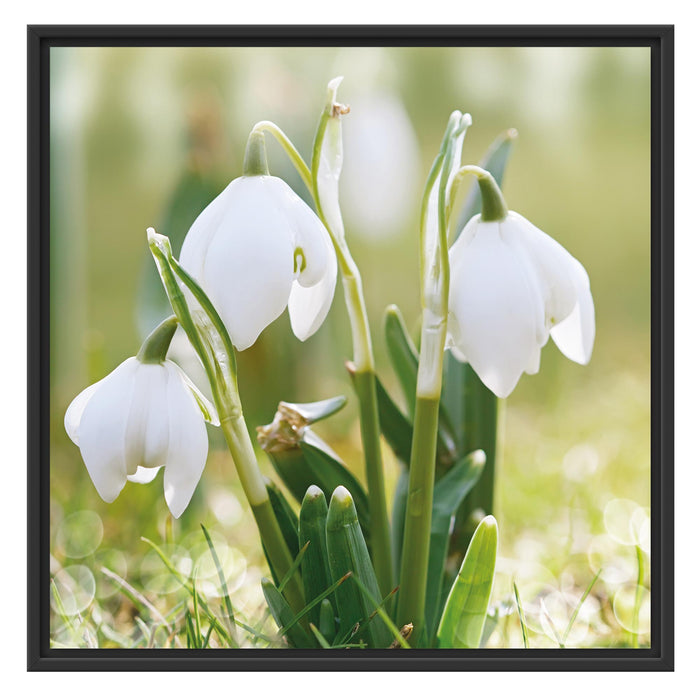 Schneeglöckchen Schattenfugenrahmen Quadratisch 70x70