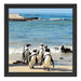 Pinguine am Strand Schattenfugenrahmen Quadratisch 40x40
