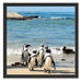 Pinguine am Strand Schattenfugenrahmen Quadratisch 55x55