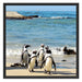 Pinguine am Strand Schattenfugenrahmen Quadratisch 70x70