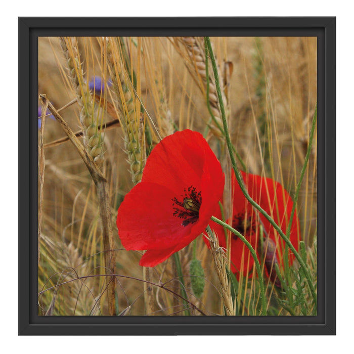 Mohnblumen im Getreidefeld B&W Schattenfugenrahmen Quadratisch 40x40