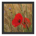 Mohnblumen im Getreidefeld B&W Schattenfugenrahmen Quadratisch 40x40