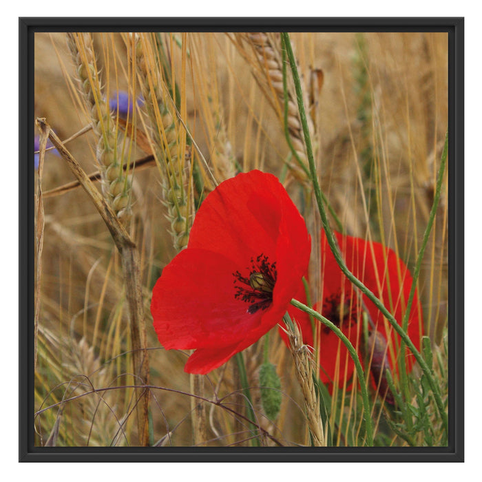Mohnblumen im Getreidefeld B&W Schattenfugenrahmen Quadratisch 70x70