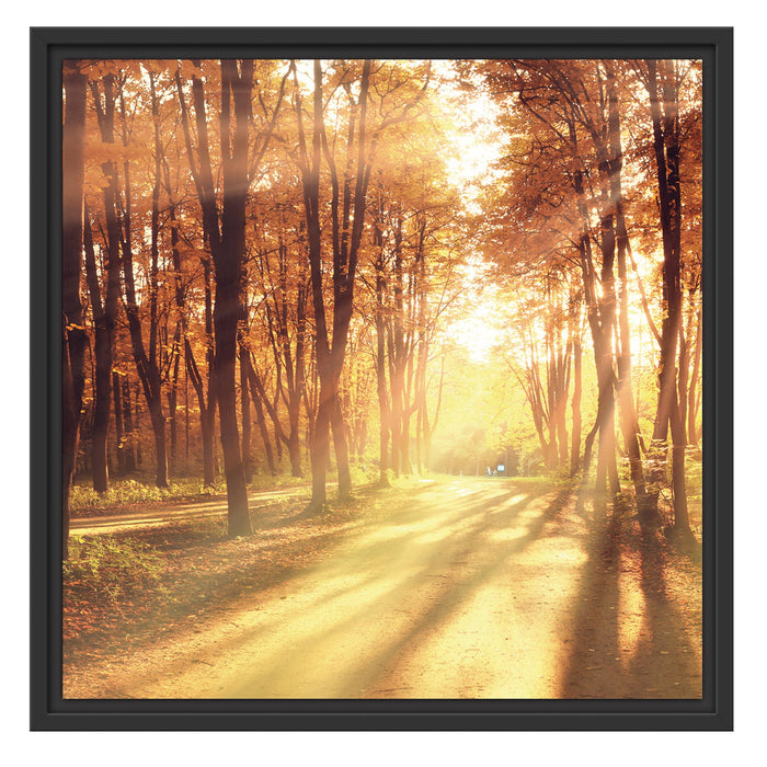 Baumallee im Herbst Schattenfugenrahmen Quadratisch 55x55