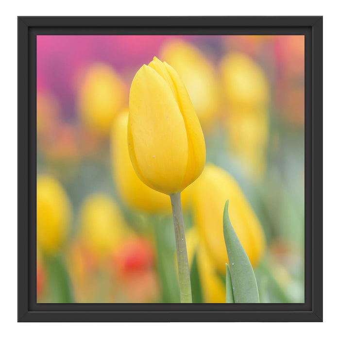 Gelbe Tulpen im Frühling B&W Schattenfugenrahmen Quadratisch 40x40