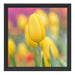 Gelbe Tulpen im Frühling B&W Schattenfugenrahmen Quadratisch 40x40