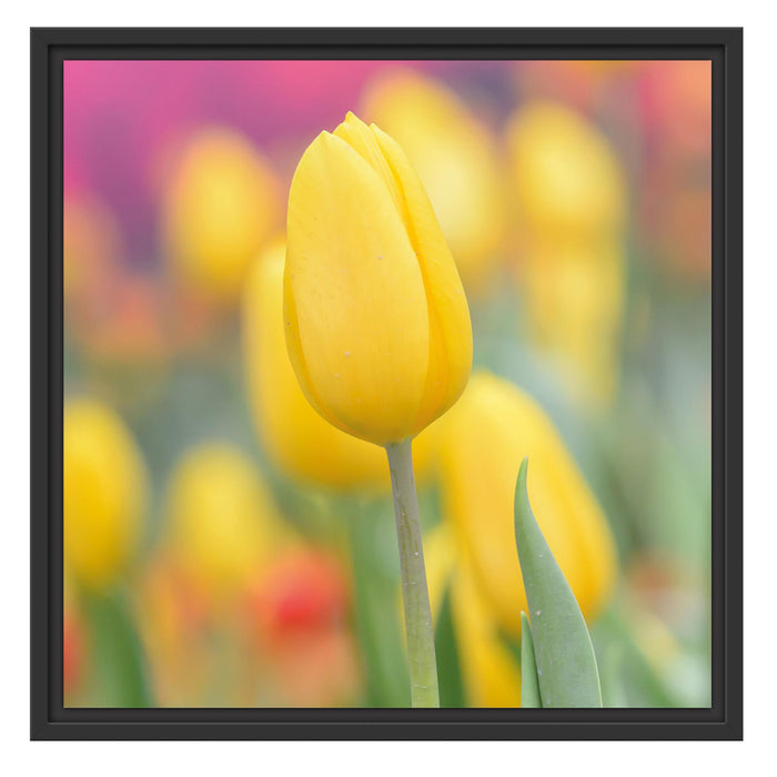 Gelbe Tulpen im Frühling B&W Schattenfugenrahmen Quadratisch 55x55