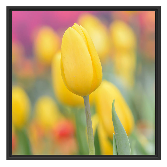 Gelbe Tulpen im Frühling B&W Schattenfugenrahmen Quadratisch 70x70