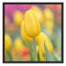 Gelbe Tulpen im Frühling B&W Schattenfugenrahmen Quadratisch 70x70