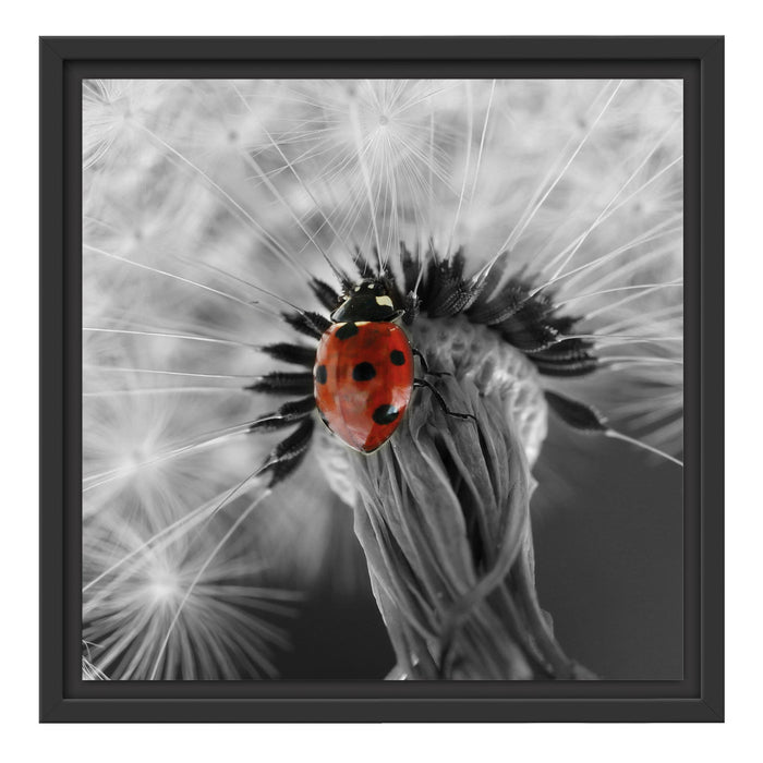 Pusteblume mit Marienkäfer Schattenfugenrahmen Quadratisch 40x40