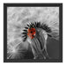 Pusteblume mit Marienkäfer Schattenfugenrahmen Quadratisch 40x40