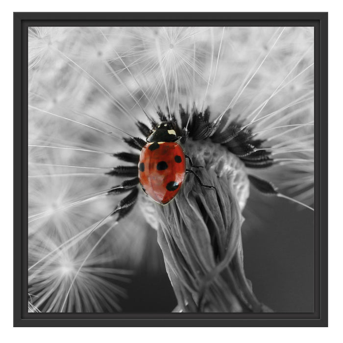 Pusteblume mit Marienkäfer Schattenfugenrahmen Quadratisch 55x55