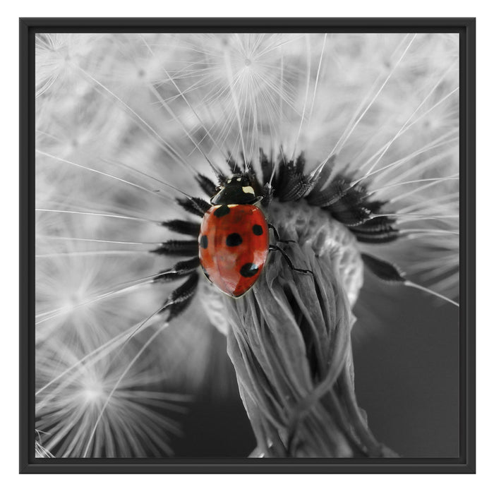 Pusteblume mit Marienkäfer Schattenfugenrahmen Quadratisch 70x70