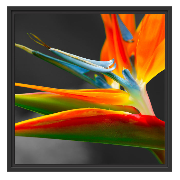 wunderschöne tropische Blume Schattenfugenrahmen Quadratisch 55x55