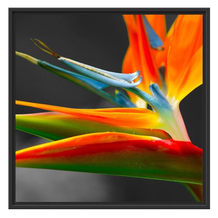 wunderschöne tropische Blume Schattenfugenrahmen Quadratisch 70x70