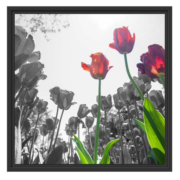 Tulpenfeld Froschperspektive Schattenfugenrahmen Quadratisch 55x55