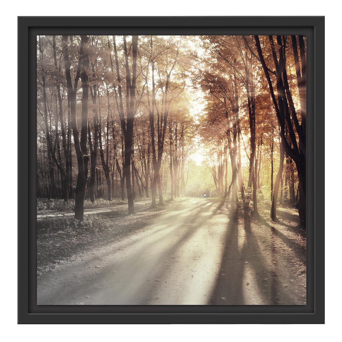Allee im Herbstlicht Schattenfugenrahmen Quadratisch 40x40