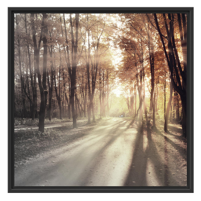 Allee im Herbstlicht Schattenfugenrahmen Quadratisch 70x70