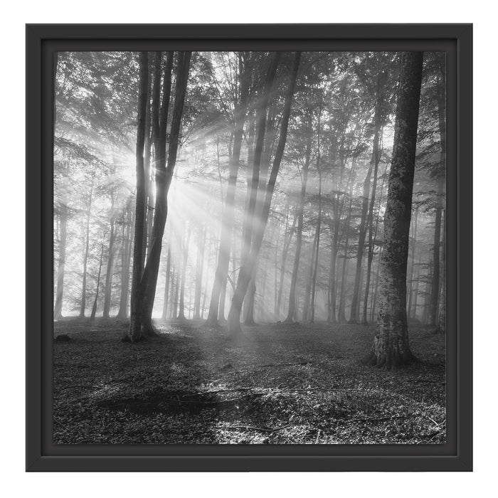 Wald mit Sonnenstrahlen Schattenfugenrahmen Quadratisch 40x40