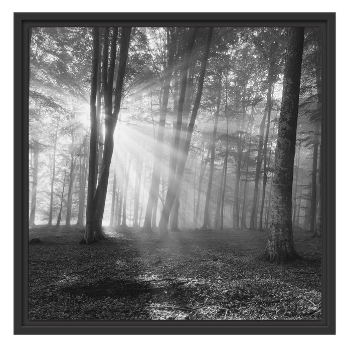 Wald mit Sonnenstrahlen Schattenfugenrahmen Quadratisch 55x55