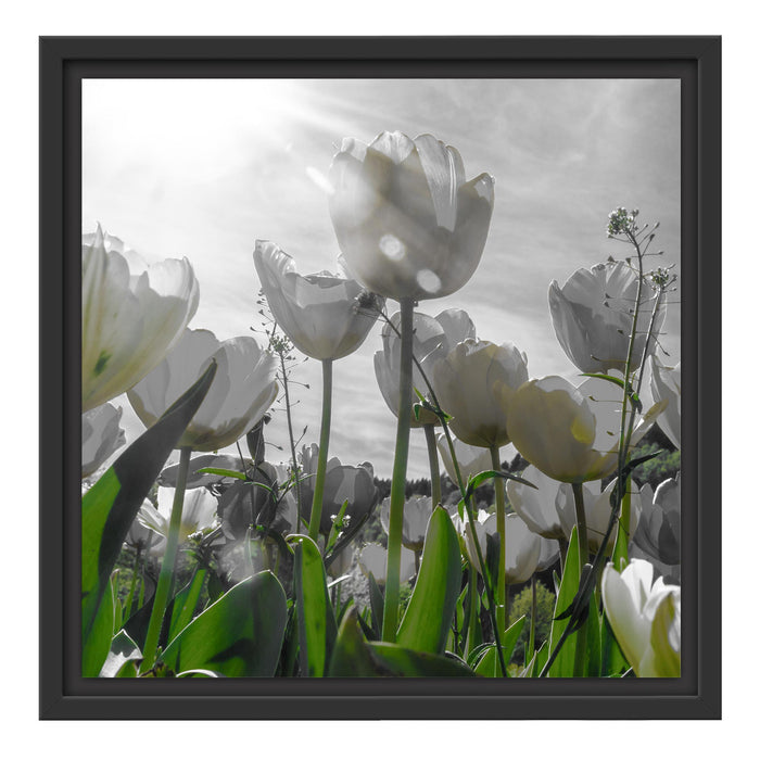 wunderschöne Tulpenwiese Schattenfugenrahmen Quadratisch 40x40